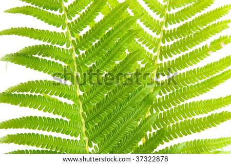 Fern leaves isolated on a white background