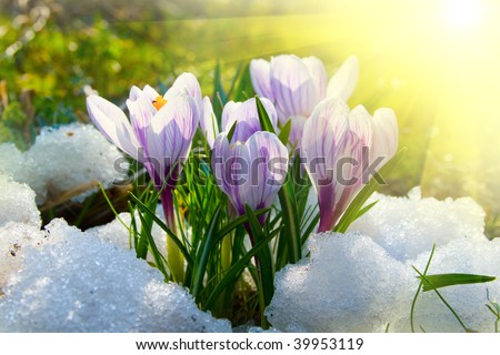 Flowers purple crocus in the snow, spring landscape