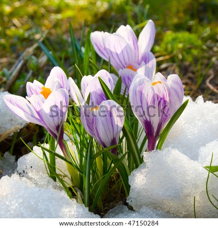 الورد والثلج Stock-photo-flowers-purple-crocus-in-the-snow-spring-landscape-47150284