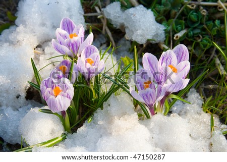 Flowers purple crocus in the snow, spring landscape