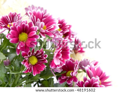 Bouquet of chrysanthemums on a white background