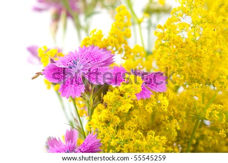 Beautiful bouquet of wild flowers on a white background