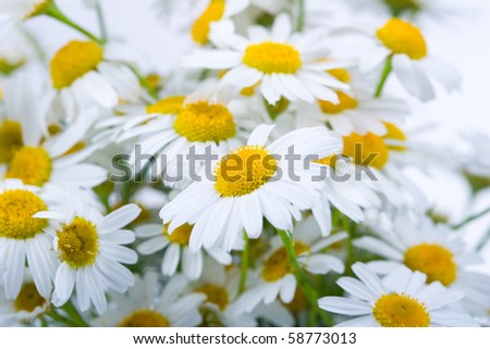 Wild+daisy+flower+pictures