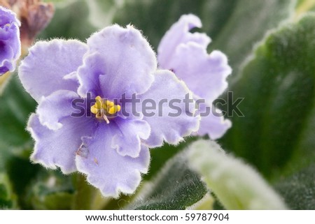 Flowering blue violet closeup, room plant