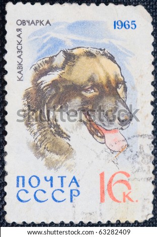 USSR- CIRCA 1965: A stamp printed by USSR shows the Dog Caucasian Shepherd, stamp is from the series, circa 1965