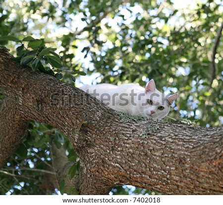 A cat perching in a tree for safety from a dog below.