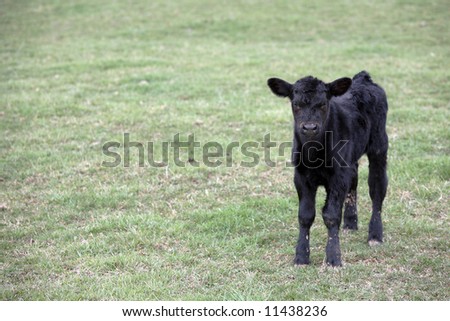 black calf