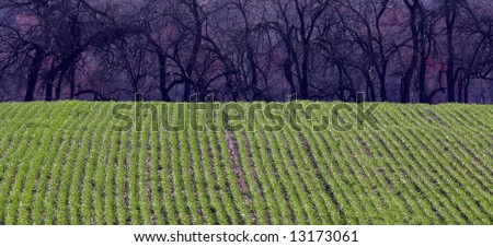 A green crop field in rural America.