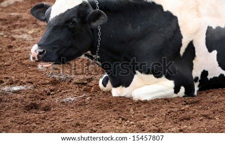 A black and white cow on a rural American farm.