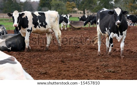 Black and white cows on a rural American farm.