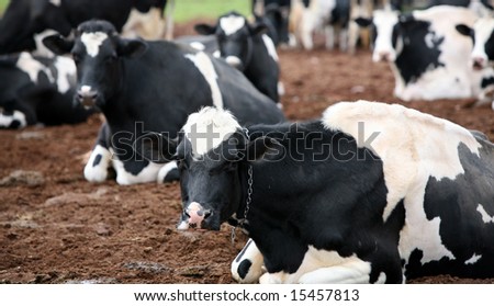 Black and white cows on a rural American farm.