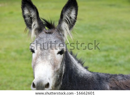A burro on a rural American farm.