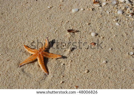 Live starfish, just from the sea
