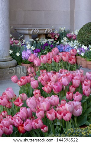 Garden Easter Tulips