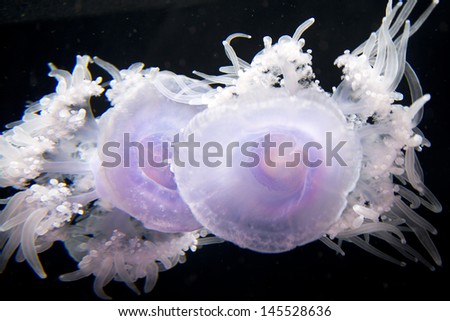 Crown Jelly Fish