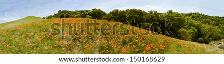 California Poppies Panoramic