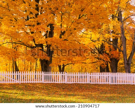 Vermont, New England Autumn Colorful Golden Trees and White Fence
