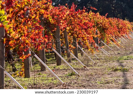 Wine Vineyards Fall Colors