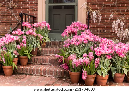 Potted Garden Spring Easter Tulips