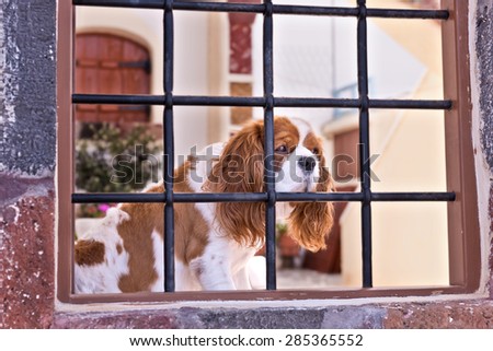 Santorini Greece Puppy Dog in Window of Home