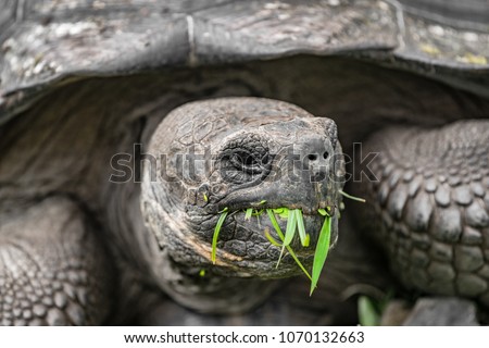 Galapagos Giant Tortoise eating grass on Santa Cruz Island in Galapagos Islands. Galapagos Tortoises are iconic to and only found Galapagos. Animals, nature and wildlife nature.