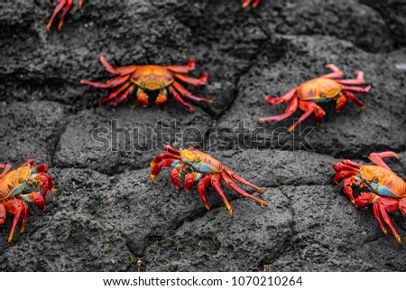 Sally Lightfoot Crabs on Galapagos Islands eating on rock. AKA Graspus Graspus and Red Rock Grab. Wildlife and animals of the Galapagos Islands, Ecuador. Famous iconic animal in Galapagos.