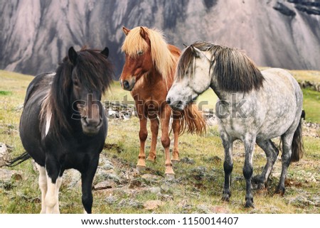 Iceland travel landscape - icelandic horses.