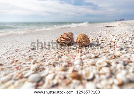 Seashells shelling activity on shell beach in Sanibel, Fort Myers , Southwest Florida coast, USA travel.