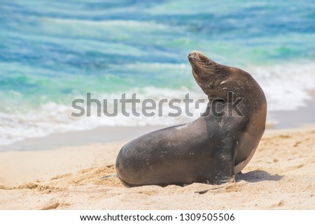 Galapagos Sea Lion in sand lying on beach on Gardner Bay Beach, Espanola Island, Galapagos Islands. Animals and wildlife nature on San Cristobal Island, Galapagos, Ecuador, South America. Cute animals
