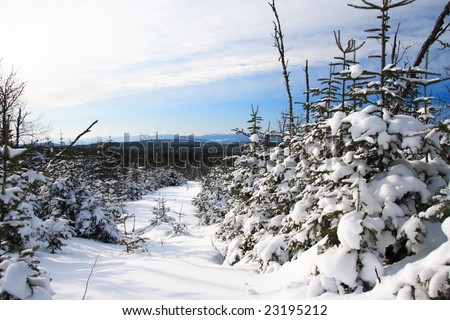 Winter forest landscape near Baie-Saint-Paul, Quebec, Canada