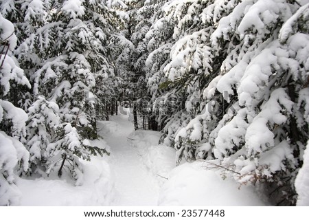 winter forest walking path used for snowshoeing near Baie Saint-Paul, Quebec, Canada