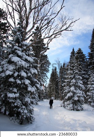 snowshoeing in pine forest winter landscape near Baie Saint-Paul, Quebec, Canada