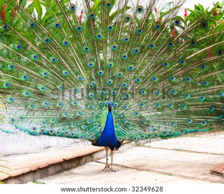 Peacock from Havana, Cuba