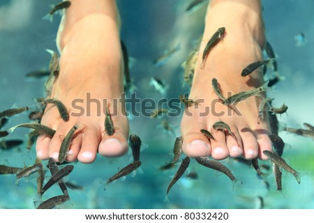Lifestyle - Pagina 6 Stock-photo-fish-spa-pedicure-wellness-skin-care-treatment-with-the-fish-rufa-garra-also-called-doctor-fish-80332420