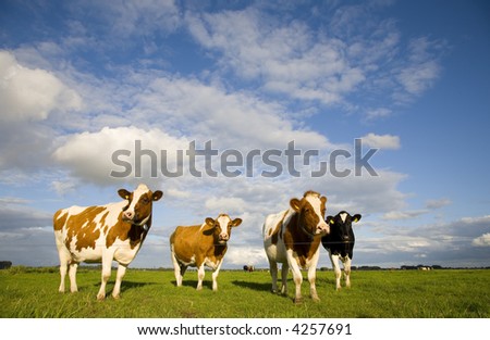 Dutch cows 1