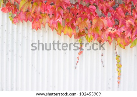 Autumn vine leaves growing over a wall, space for copy. Focus is on the leaves.