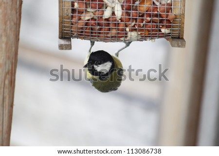 A great tit hanging on a crib. \