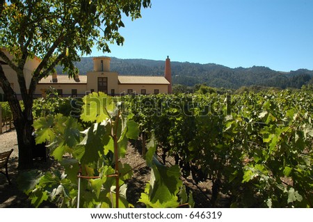 California Winery with vines
