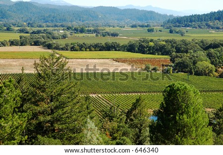 California vineyards, Napa