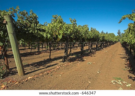 vineyard in California Wine Country