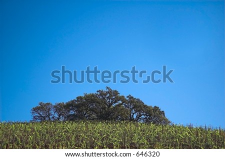Trees on hill covered with vines