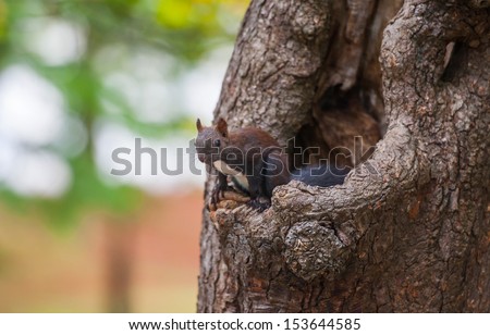 squirrel on a tree, Tivoli park, Ljubljana, Slovenia