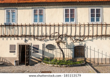 The old vine, the oldest vine in the world, Maribor, Slovenia