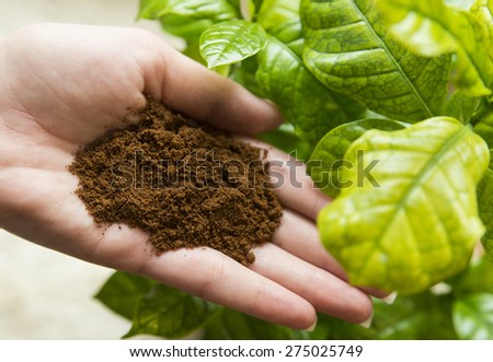 Coffee in hand with coffee plant