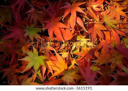 autumn leaves from Japanese maple tree