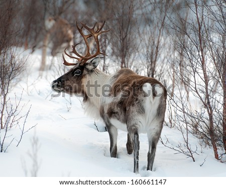reindeer in its natural environment in scandinavia reindeer in its natural environment in scandinavia