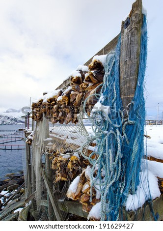 The dried-up dried fish, heads of a cod, on Seniya's islands in Norway