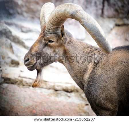 portrait of an old mountain goat