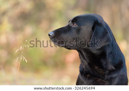 Purebred labrador retriever dog outdoors in the nature on grass meadow on a summer day.