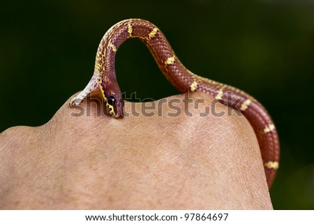 Snakebite - A snake biting on hand